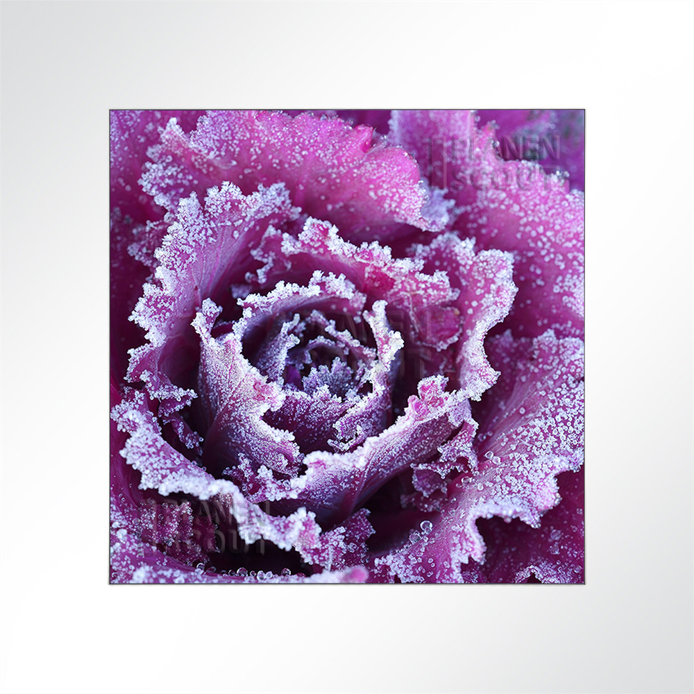 Artikelbild Absorberbild - Blüten im Frost 50x50x5,5cm