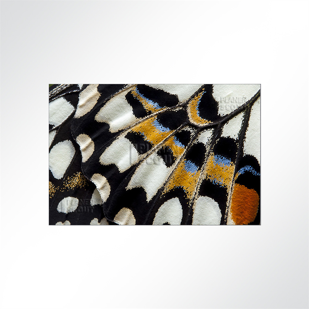 Artikelbild Absorberbild - Die Struktur des Schmetterlingsflügels 50x50x5,5cm