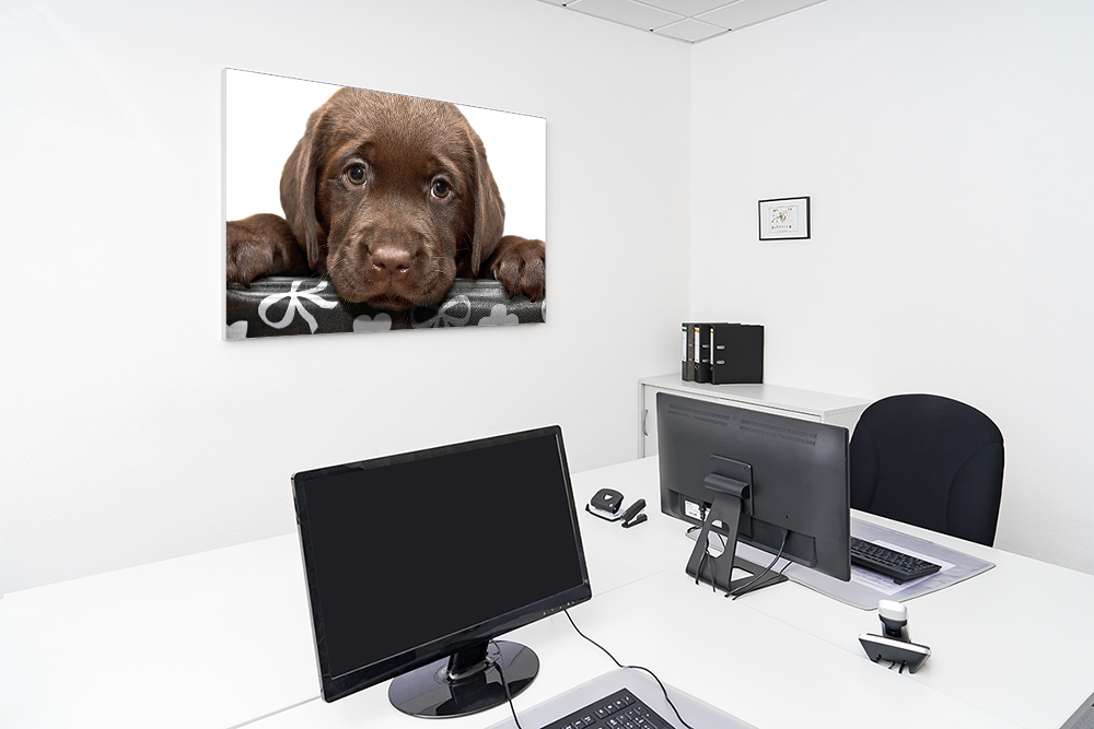 Artikelbild Absorberbild - Hundewelpe 50x50x5,5cm