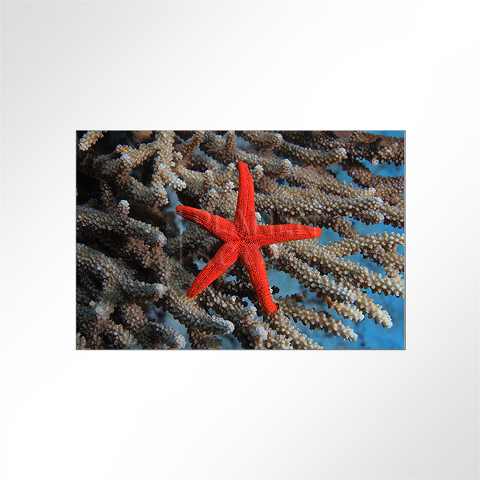 Akustikbild Seestern - Nur angucken, nicht anfassen!